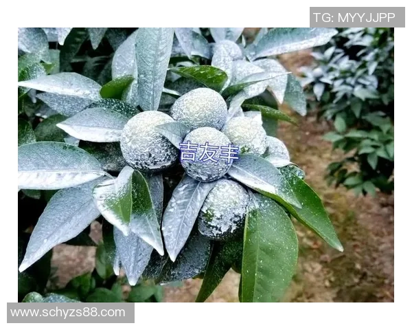 陈强独家分享排球心得与技巧助你提升球技的全面指南